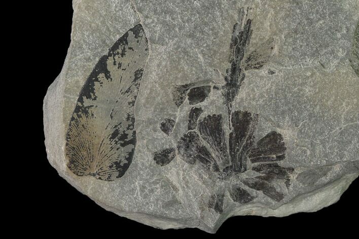 Pennsylvanian Fossil Flora (Neuropteris & Annularia) Plate - Kentucky #137748